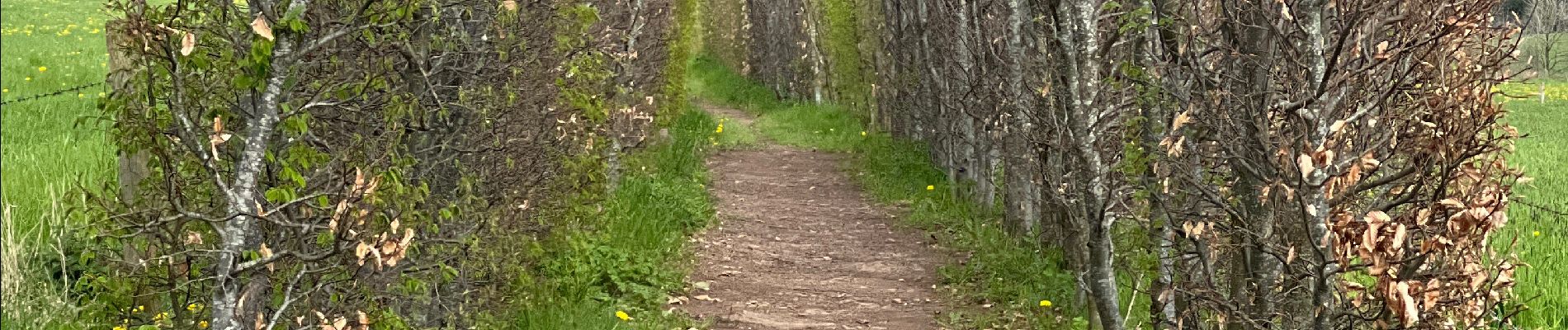 Trail  Stoumont - Promenade du Roftier - Photo