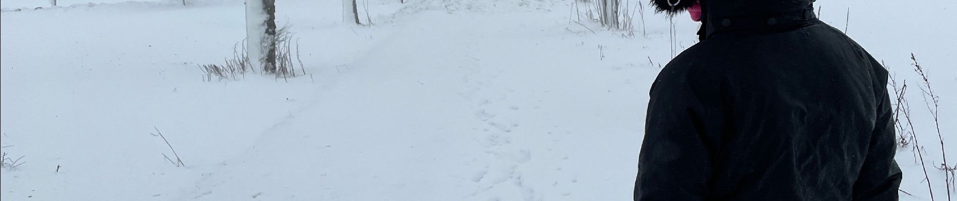 Tocht Stappen Büllingen - Honsfet - Photo