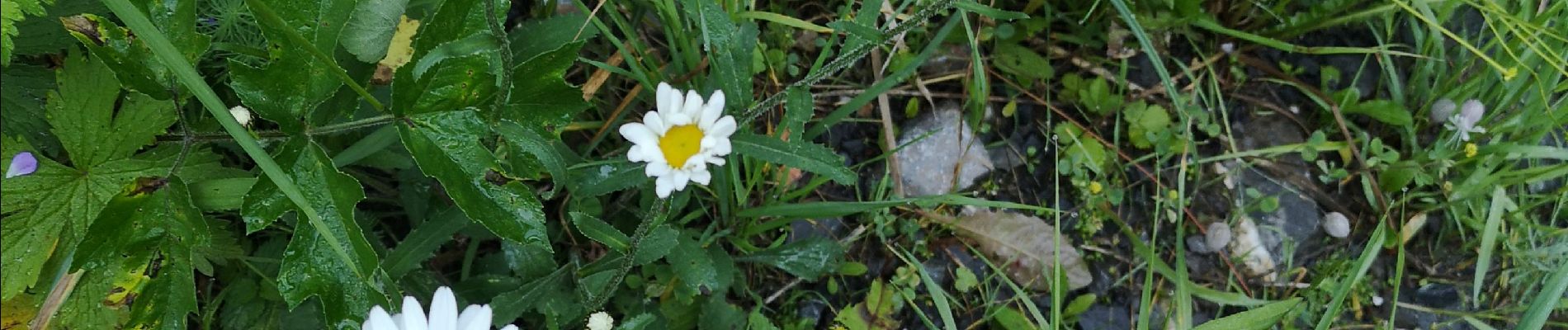 Tocht Noords wandelen Arbaz - Anzère par les Evouettes  - Photo