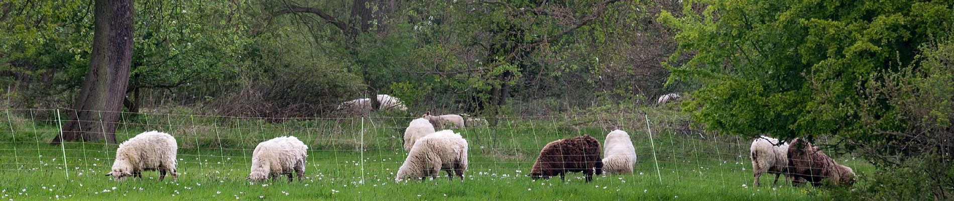 Tocht Te voet Onbekend - Weser-Lutter-Weg - Photo