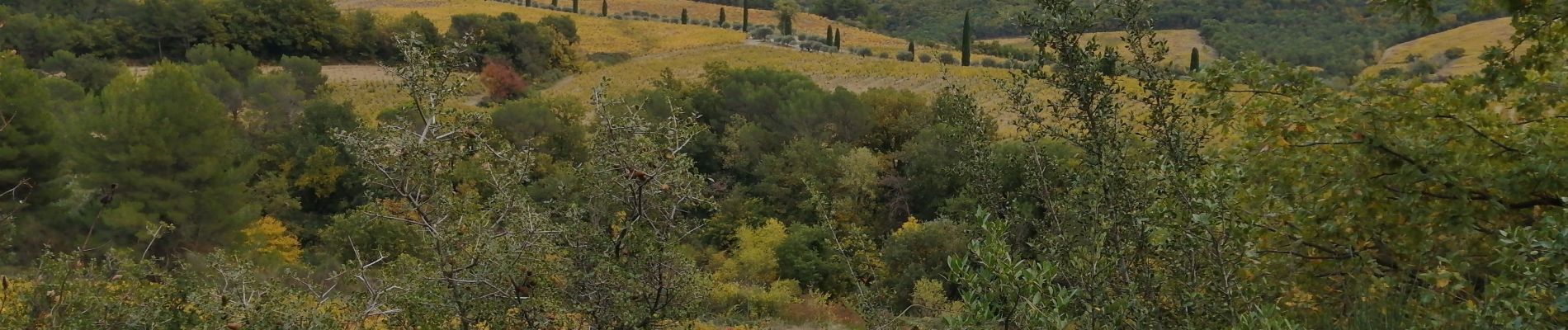 Tour Wandern Séguret - dindoulette  - Photo