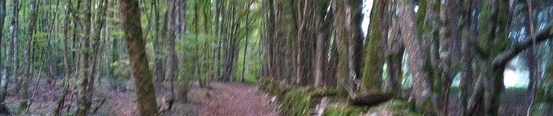 Excursión Senderismo Besançon - Forêt de Chailluz - Photo