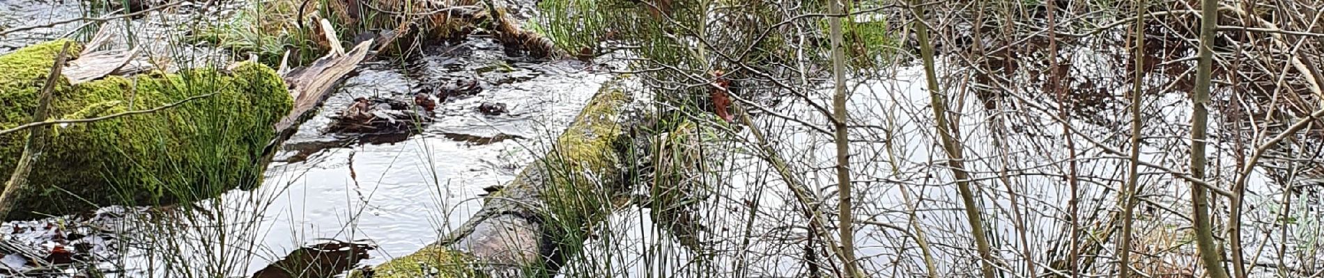 Tocht Stappen Herbeumont - Martilly 2 - Photo