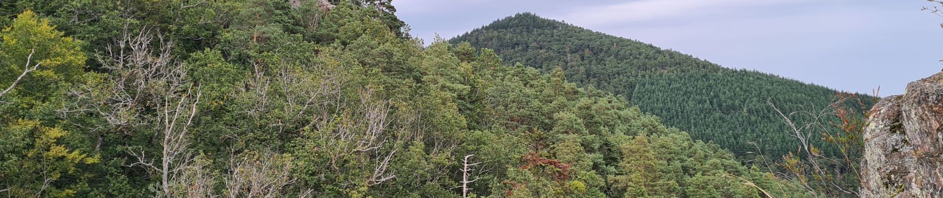 Trail Walking Dambach-la-Ville - Les rochers du Dachfirst - Photo