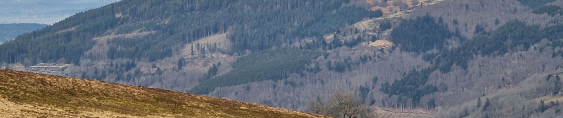 Tocht Stappen Mont-Dore - Le mont dore - Photo