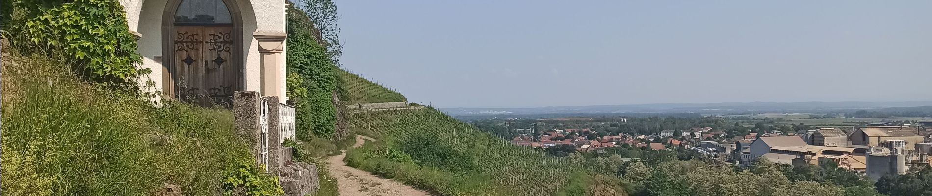 Trail Walking Thann - 27-05-23 Thann, vignoble du Rangen - Photo