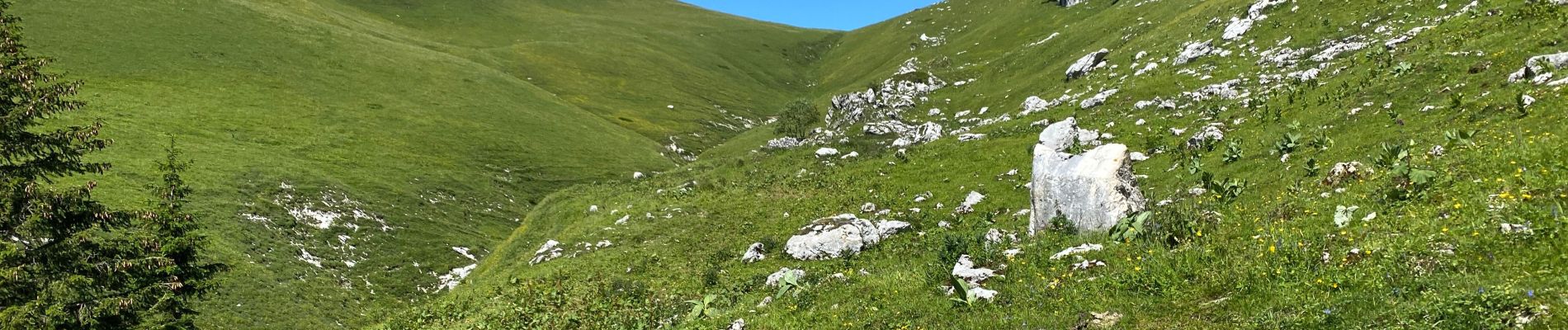 Tocht Stappen Saint-Pierre-d'Entremont - La Croix de l’Alpe 10,7 km - Photo