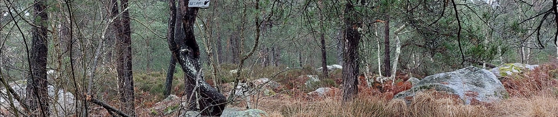 Randonnée Marche Fontainebleau - Épine essai  - Photo