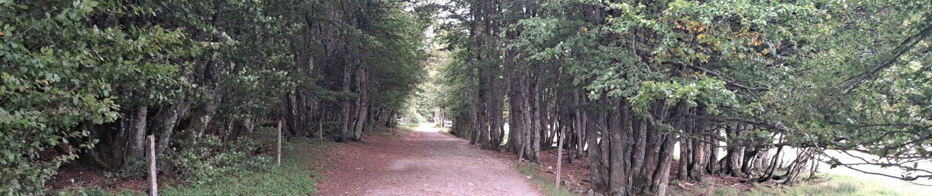 Excursión Senderismo Le Valtin - VOSGES 2023 - Sentier des Roches - Photo