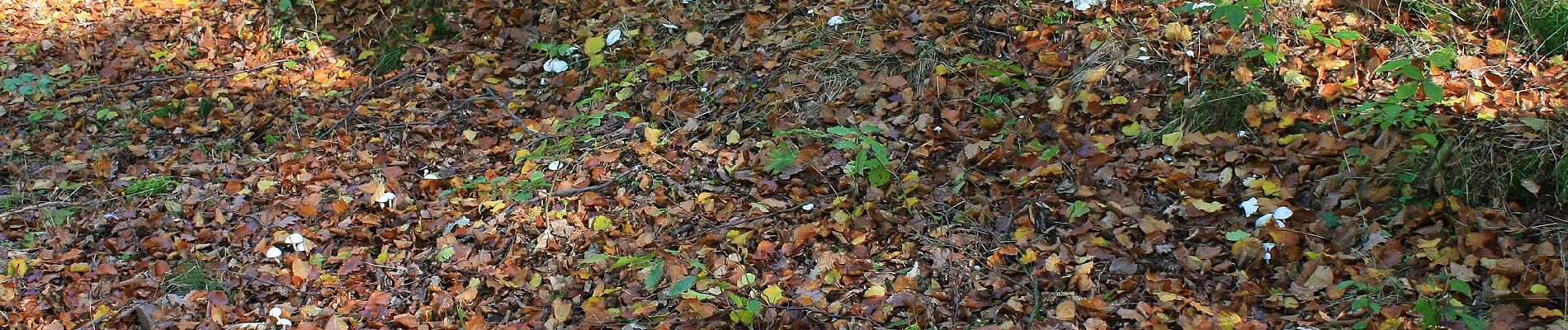 Trail On foot Edertal - Nationalparkrundweg Traddelkopf-Route - Photo