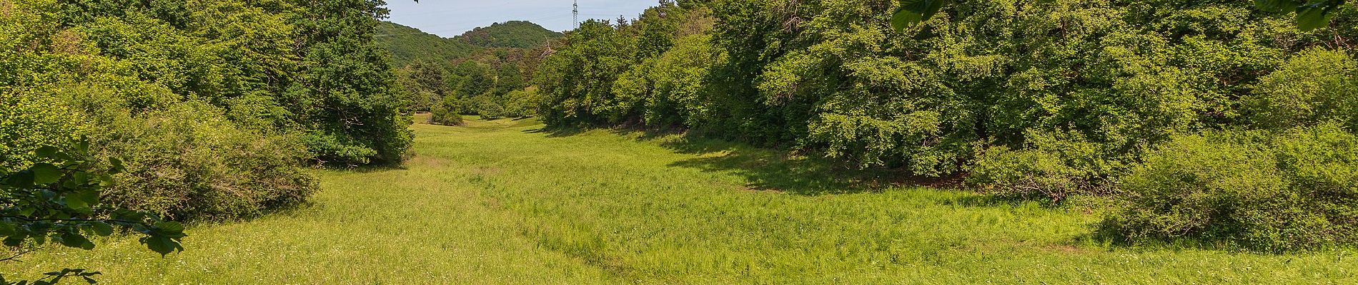 Tour Zu Fuß Dillenburg - Rothaarsteigspur Wacholderweg - Photo