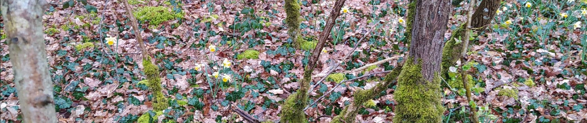 Randonnée Marche Doische - adeps à Doissche 26/3/23 - Photo