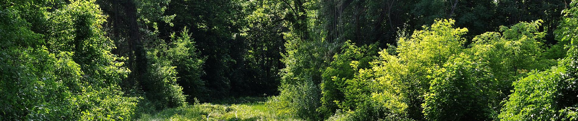 Tocht Te voet Onbekend - Panozzalacke Rundweg - Photo