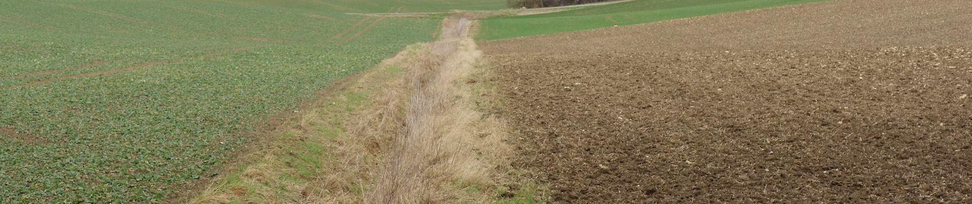 Tocht Te voet Königslutter am Elm - Elm Rundwanderweg 24 - Photo