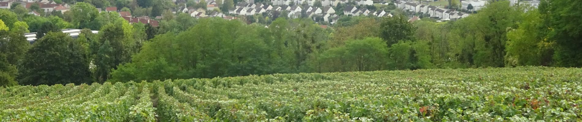 Tocht Stappen Essômes-sur-Marne - Essômes sur Marne du 29/09/2019 - Photo