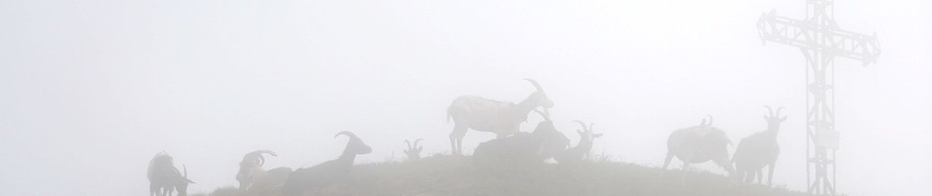 Tour Zu Fuß Malesco - M14 - Malesco - Bocchetta di Cortechiuso - Photo