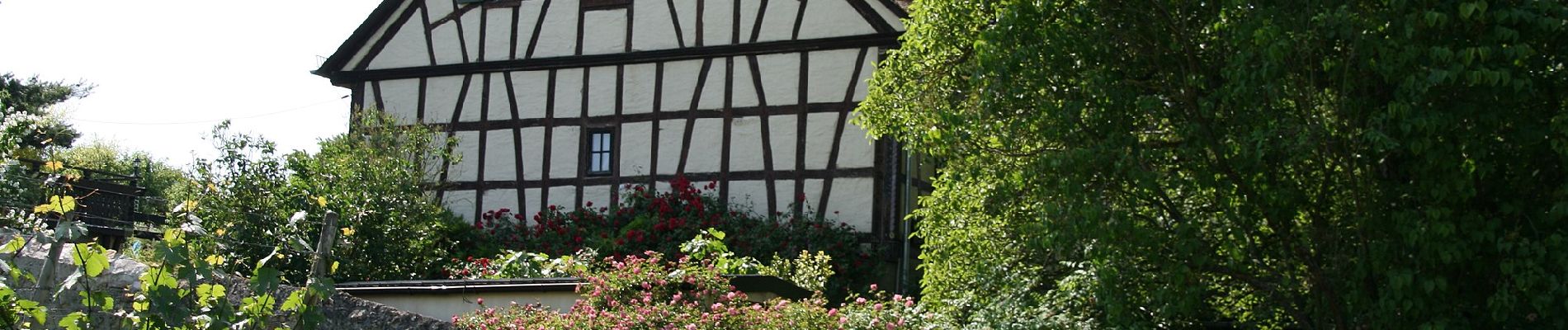 Tour Zu Fuß Oestrich-Winkel - Rheinsteig-Zuweg Oestrich - Photo