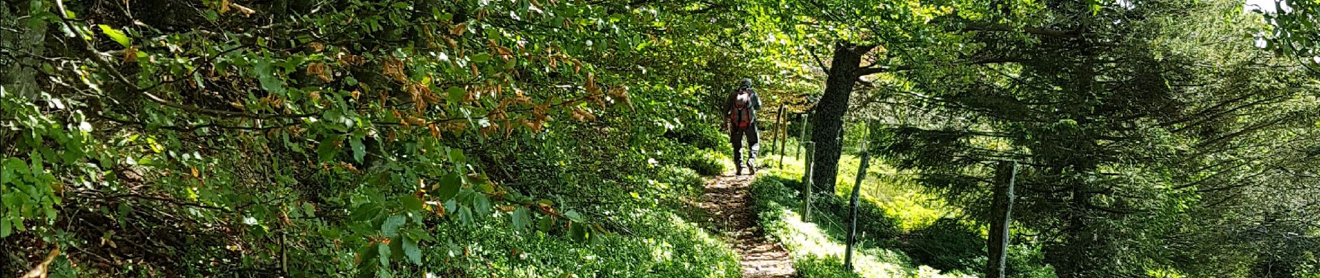 Trail Walking Le Bonhomme - 2020-06-18 DW10+ Col du calvaire / Etang du Devin / Carrefour Duschene - Photo