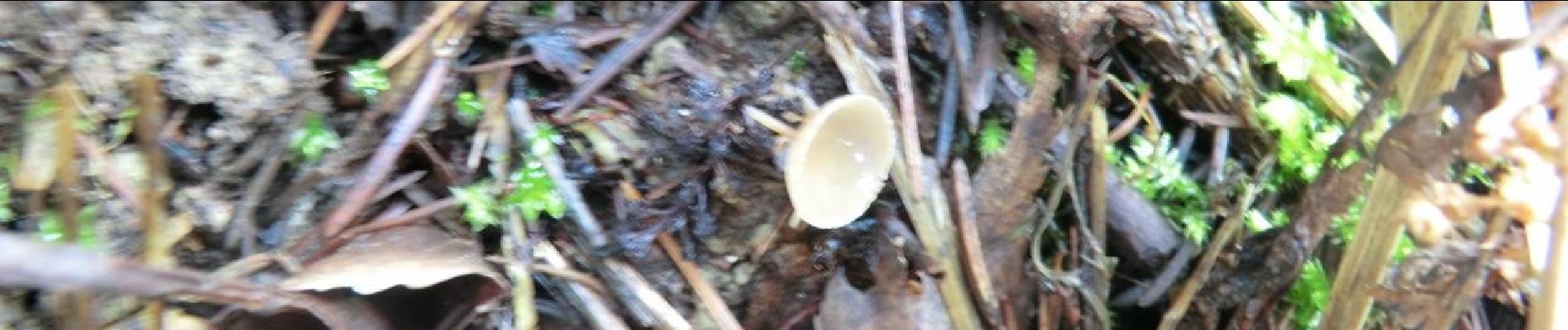 Percorso A piedi Aerzen - AE3 Rundwanderweg über den Schierholzberg - Photo