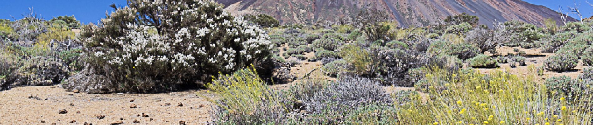 Tour Wandern Los Realejos - Les montanas blancas Ténériffe - Photo