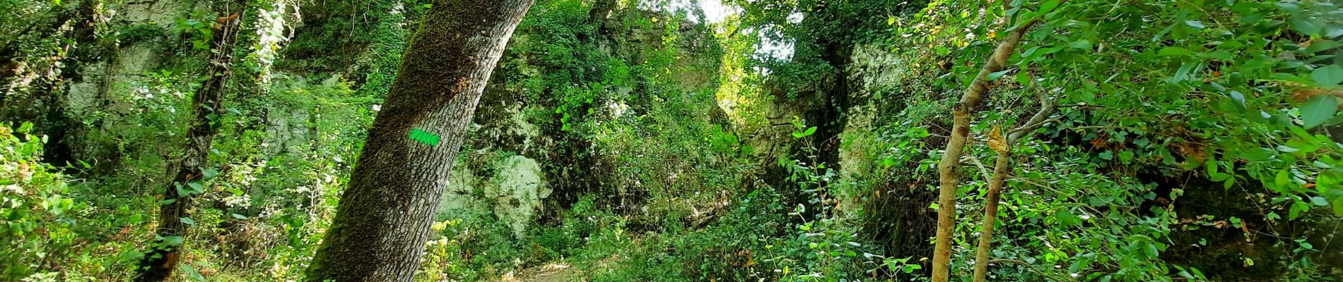 Excursión Senderismo Berrias-et-Casteljau - circuit du renard bois de paiolive  - Photo