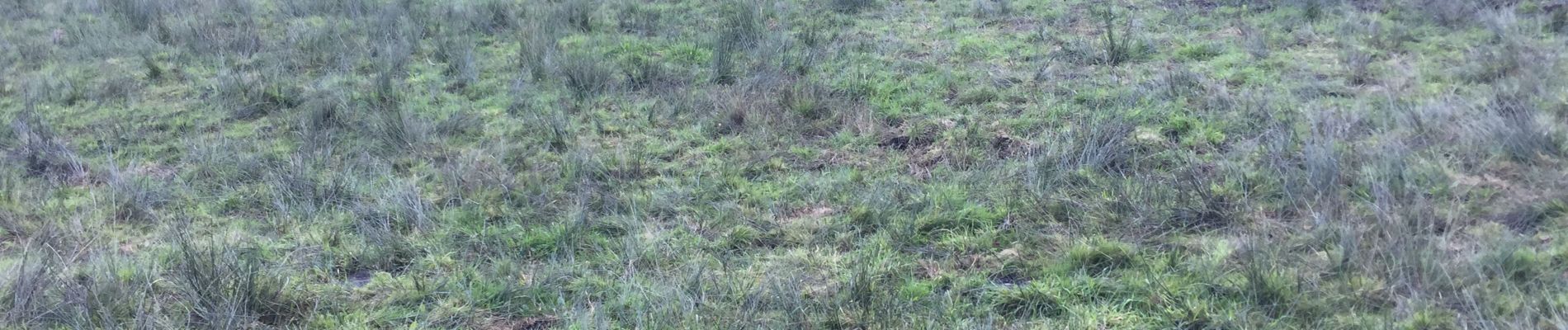 Tocht Noords wandelen Le Haut-Corlay - Source de l'Oust - Photo