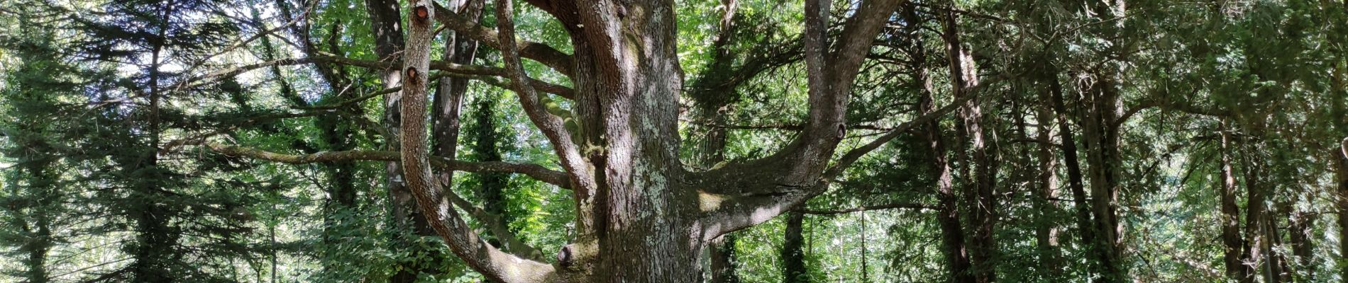 Tocht Stappen Grospierres - SOWEL LE parc du chateau - Photo