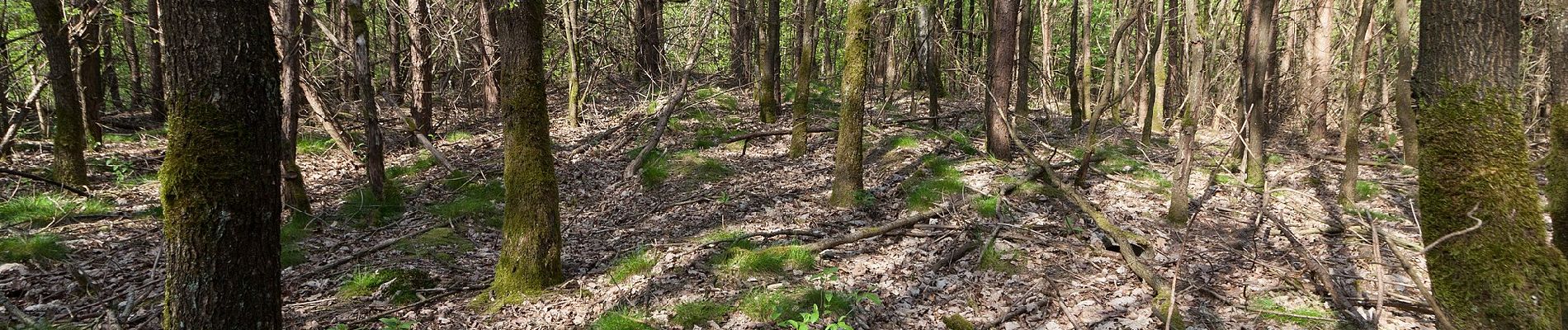 Tour Zu Fuß Olfen - Eversum Rundweg A1 - Photo