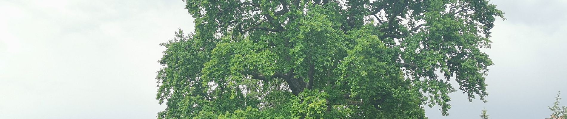 Tocht Te voet Storkow (Mark) - Blocksberge-Tour - Photo