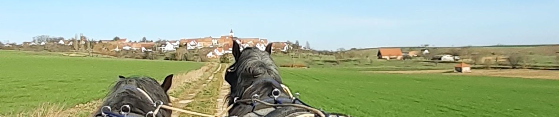 Tour Kutsche fahren Uhrweiler - sortie kutsch  - Photo