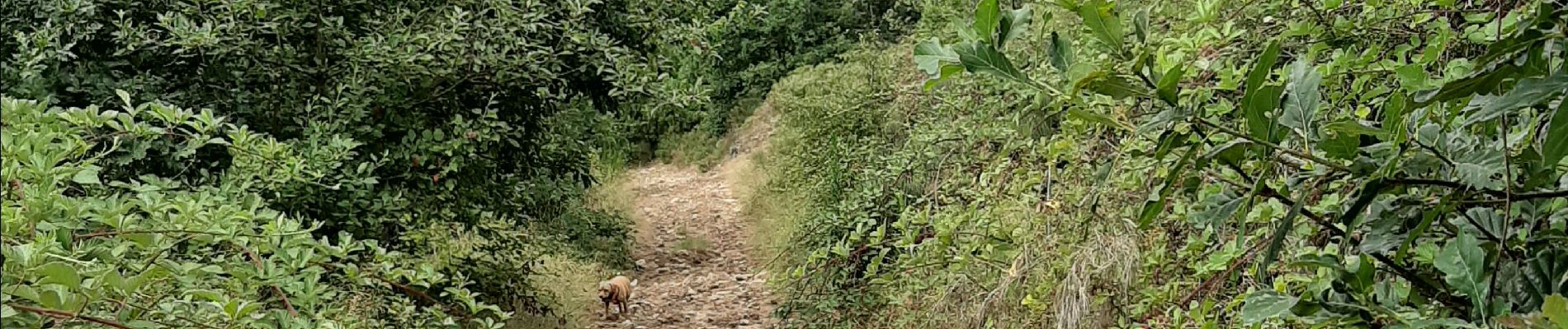 Trail Horseback riding Pont-Salomon - ecurie de l'aurore - Photo