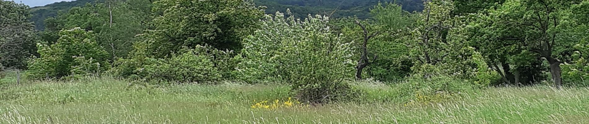 Tour Wandern Blanzat - PLATEAU DE LA BADE - Photo