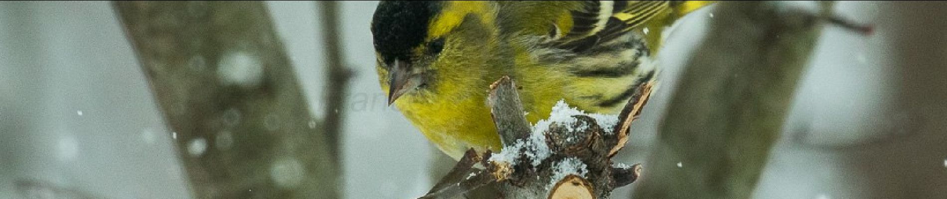 Randonnée A pied Missaglia - Sentiero 8: Lomaniga - Beolco - Photo