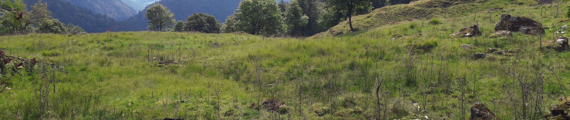 Tocht Stappen La Bresse - la Bresse  - Photo