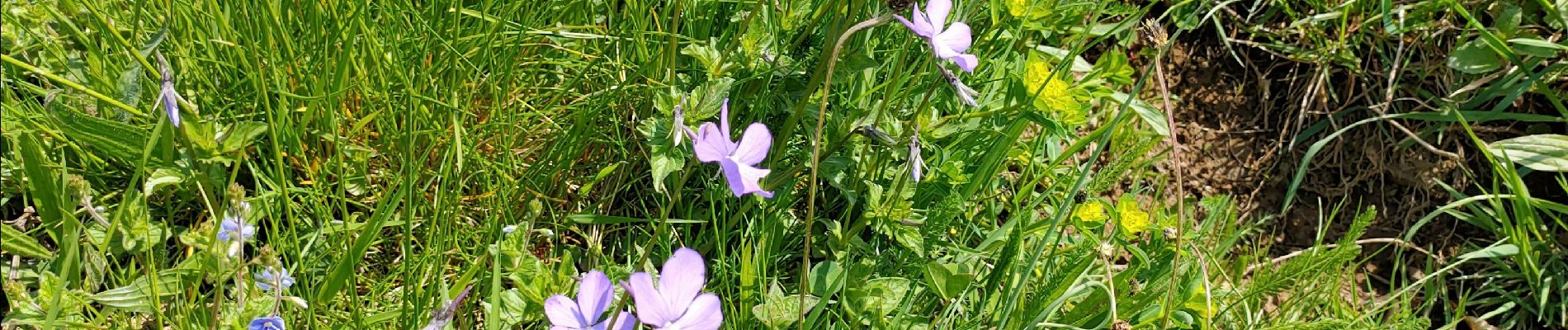 Trail Walking Etsaut - mature 1ere partie - Photo