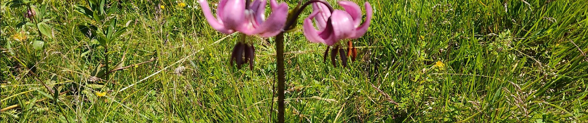 Tocht Stappen Bouvante - fond hurle mimine Toto - Photo