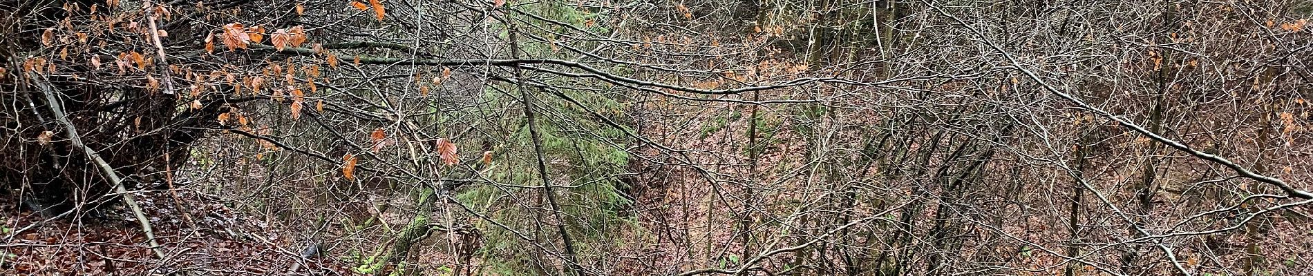 Randonnée A pied Blankenheim - EifelSchleife Durchs Auelbachtal - Photo