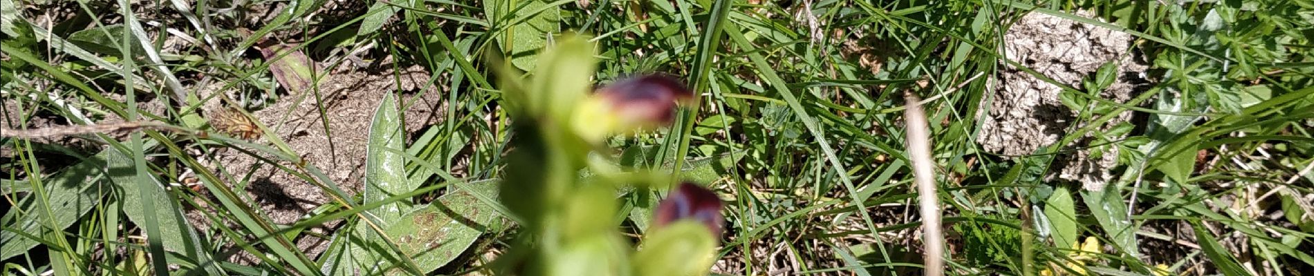 Tocht Andere activiteiten Sainte-Agnès - Recherche orchidée Sainte Agnes - Photo