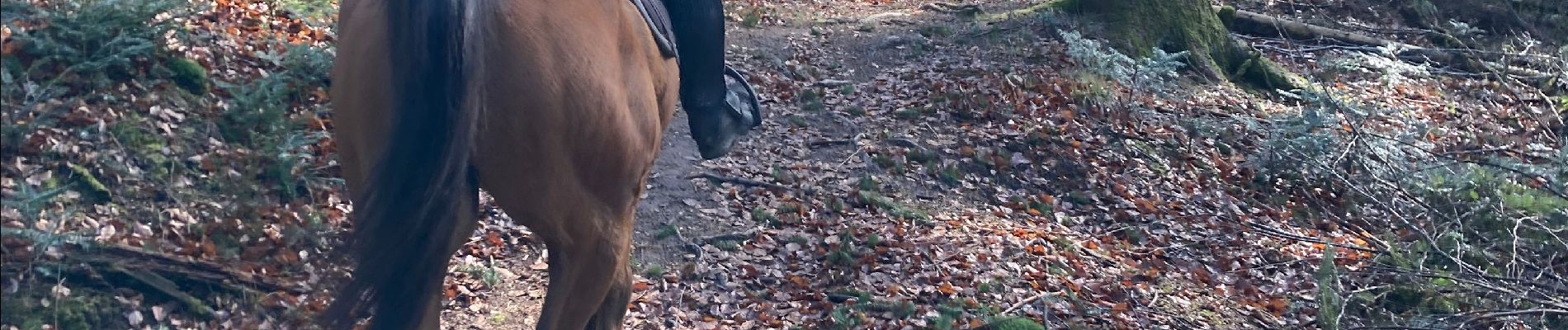 Tour Reiten Quirinsweiler - Tiboy Vispa  - Photo