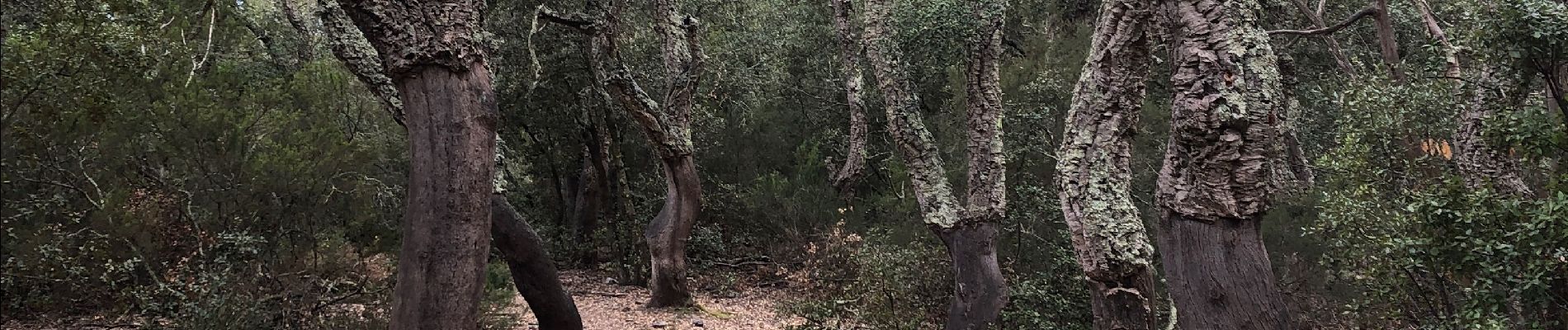 Tocht Stappen Rodès - 20220217 au départ de Rodes - Photo