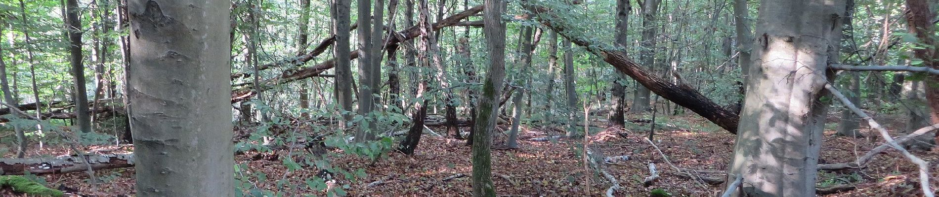 Tour Zu Fuß Witten - Muttental Rundweg A1 - Photo