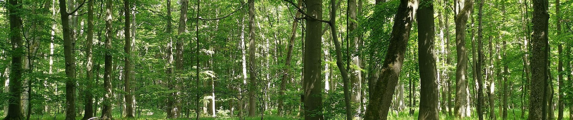 Percorso A piedi Hörselberg-Hainich - Craulaer Kreuz - Photo