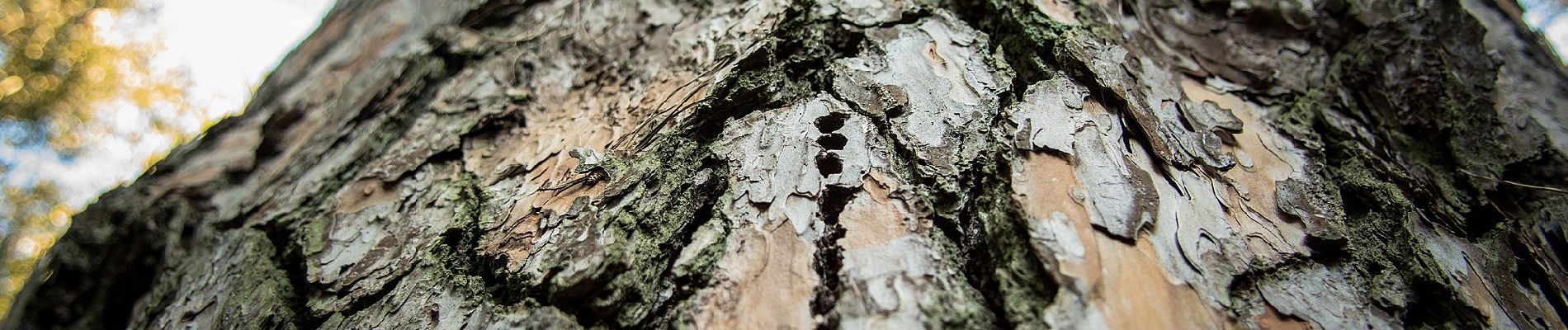 Randonnée A pied Pise - Sentiero dei Tomboli - Photo