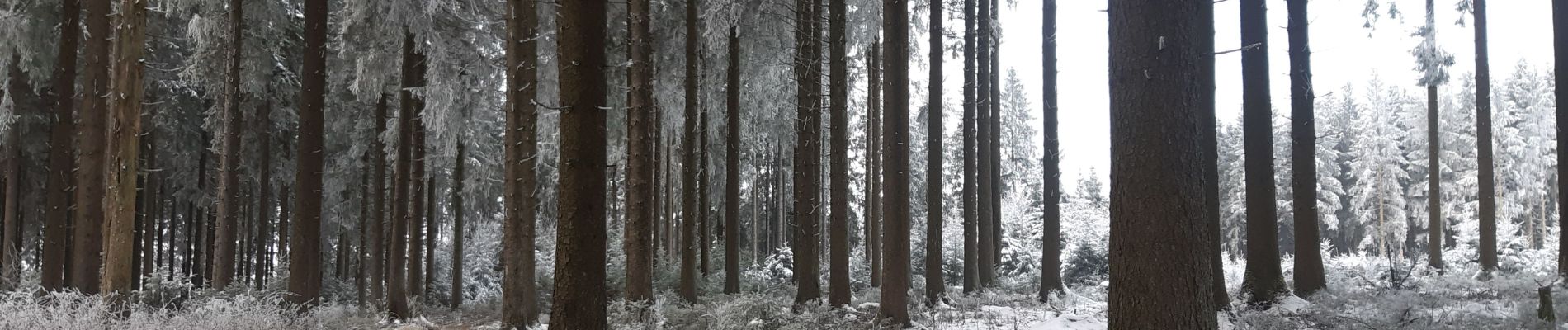 Tocht Stappen Malmedy - hommage à ma mère  - Photo