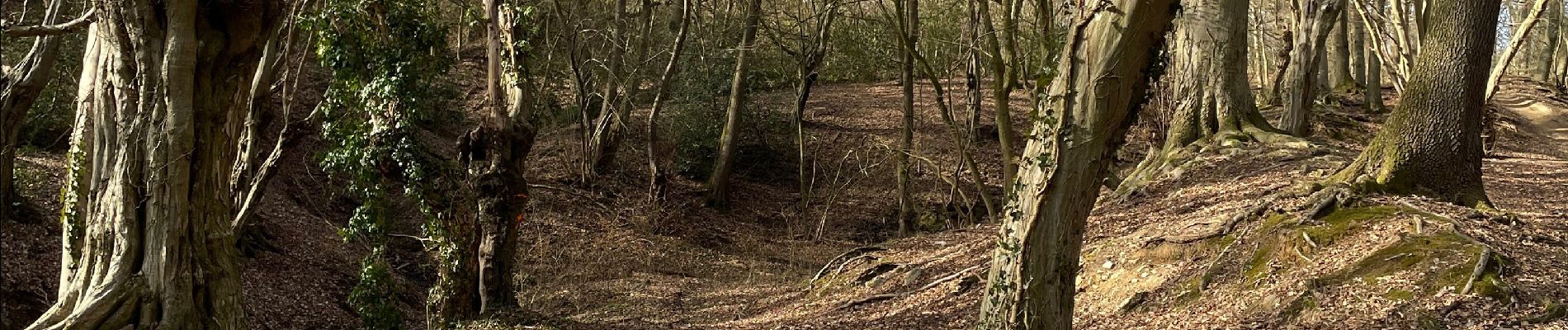 Tocht Stappen Trooz - Forêt meisier Magnee forêt  - Photo