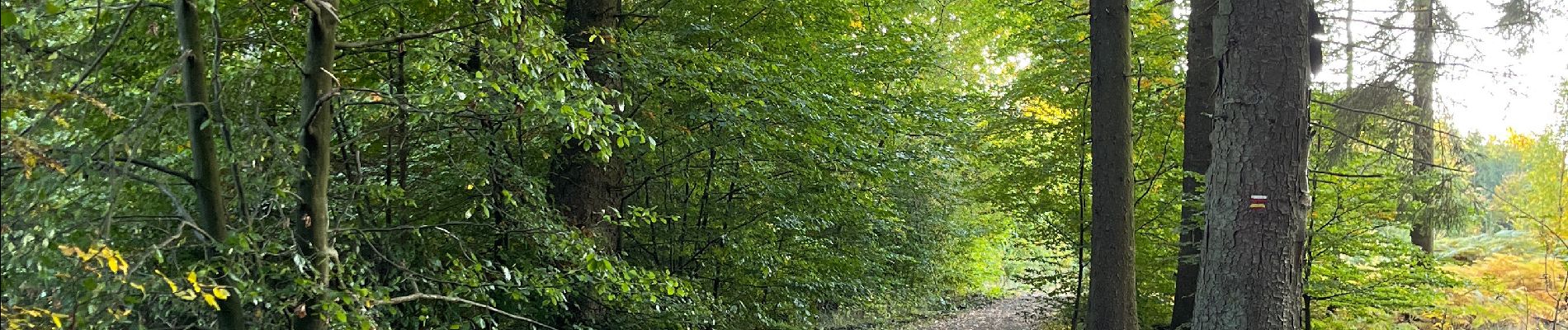 Tour Wandern Libramont-Chevigny - Libramont Bois de Bernihé parcours BD - Photo