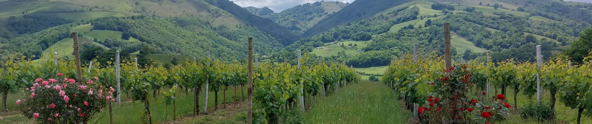 Tour Wandern Irouléguy - hiroulegui - Photo