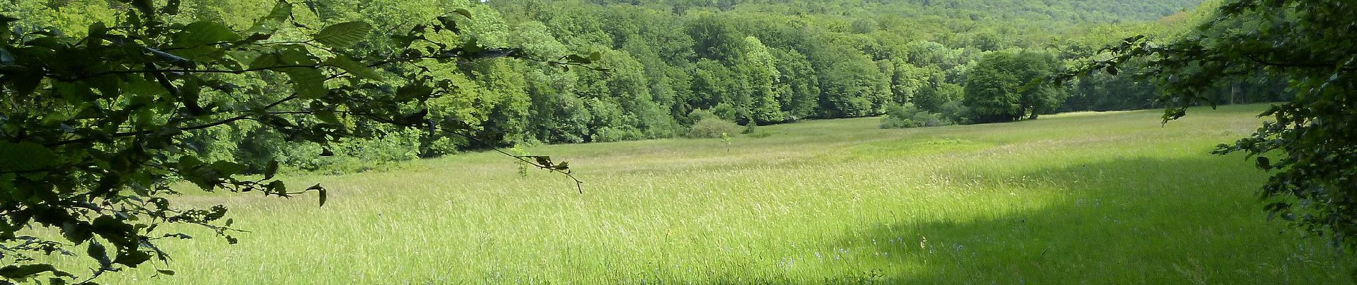 Trail On foot Kelkheim - Hollerbusch: Milan - Photo