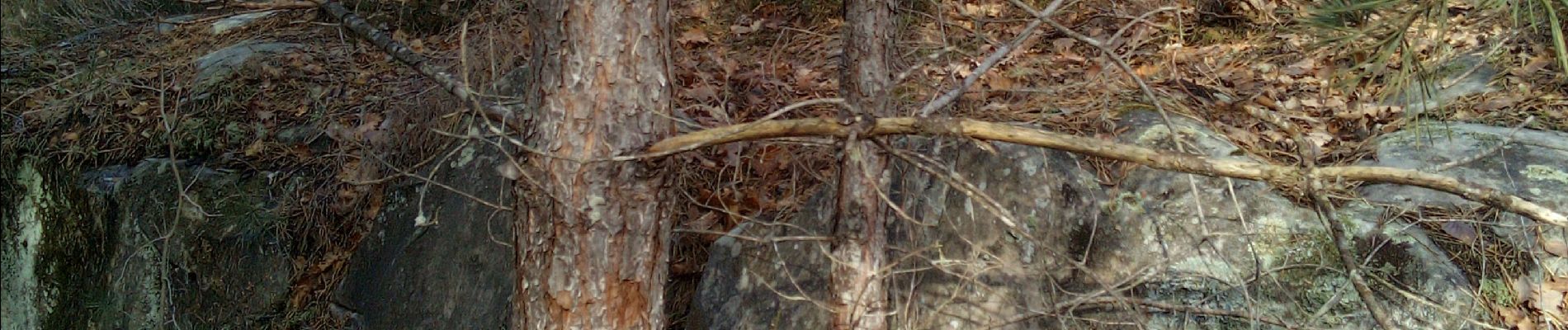 Randonnée Marche Arbonne-la-Forêt - Les grands feuillards - Photo