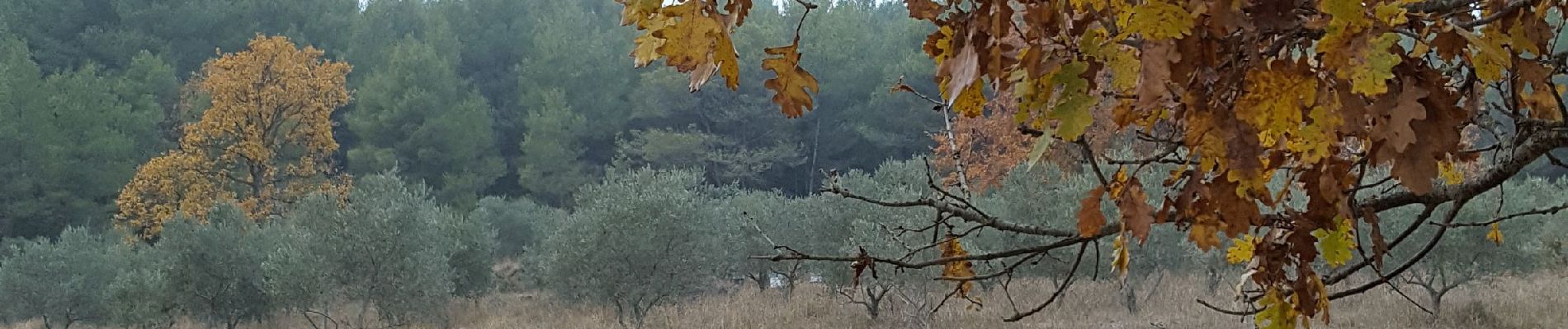 Randonnée Marche Velleron - Arrayers  - Photo